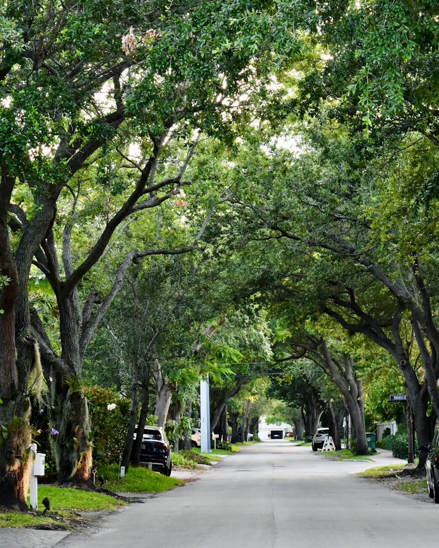 Tree-lined street in Defence Colony
