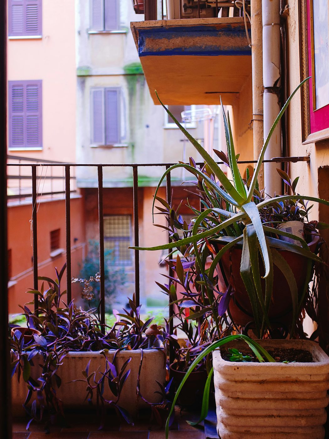 Shared terrace